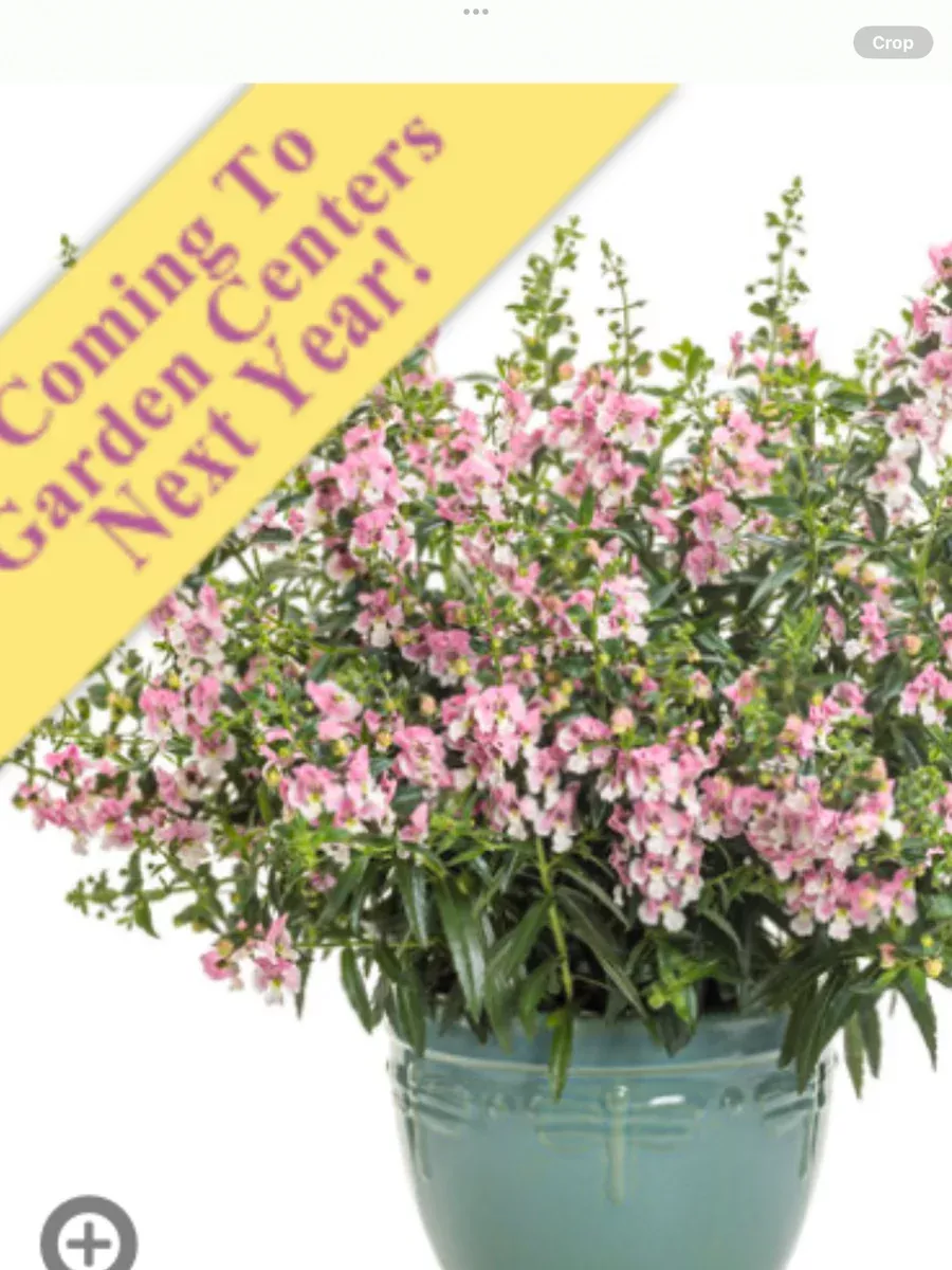 Angelface Wedgwood Pink Summer SnapdragonAngelonia hybrid