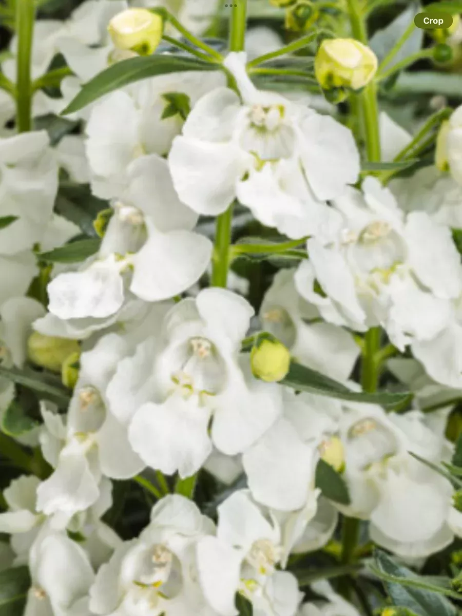 Angelface White Summer SnapdragonAngelonia hybrid