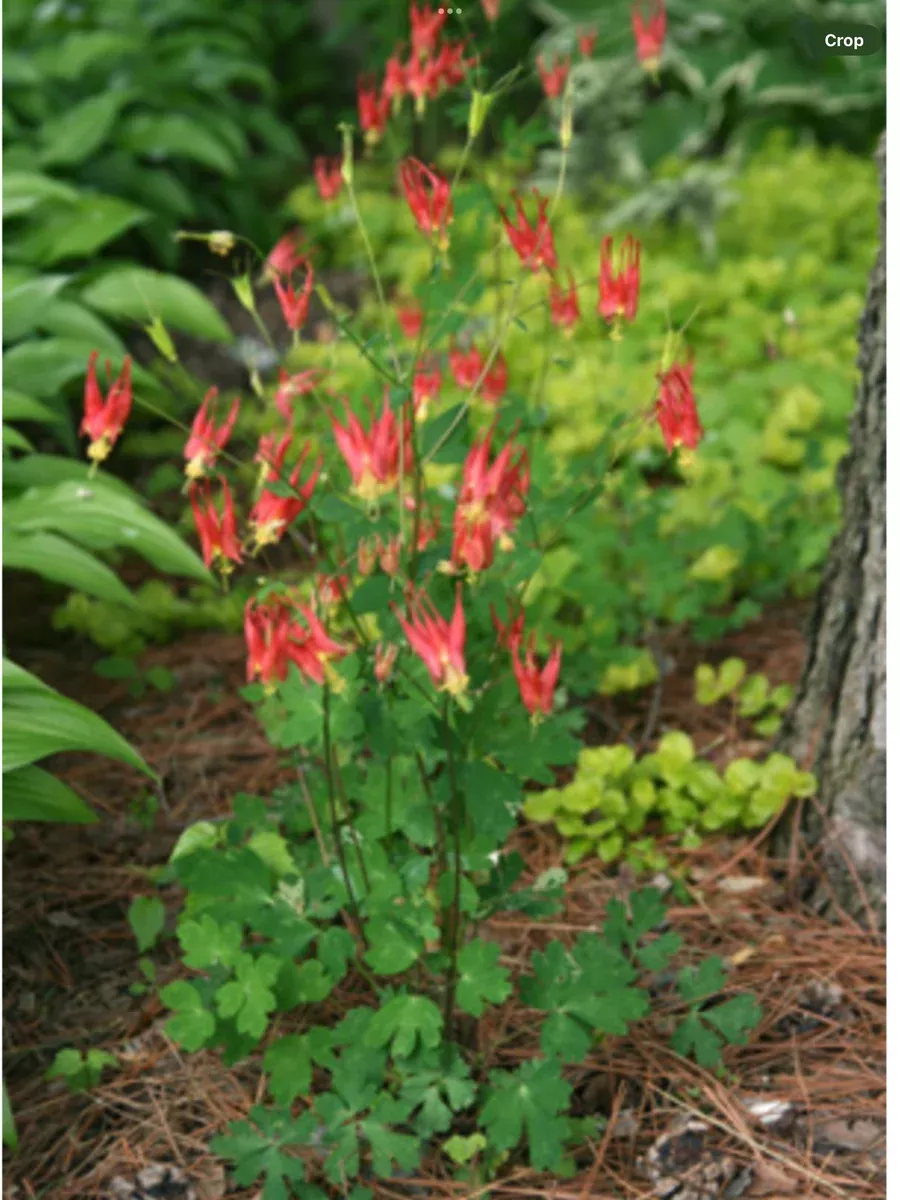 Aquilegia Canadensis