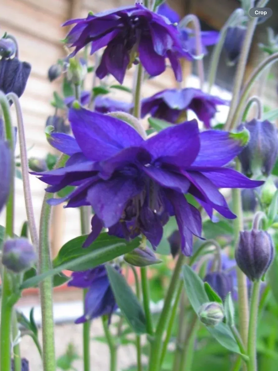 Aquilegia vulgaris Blue Barlow