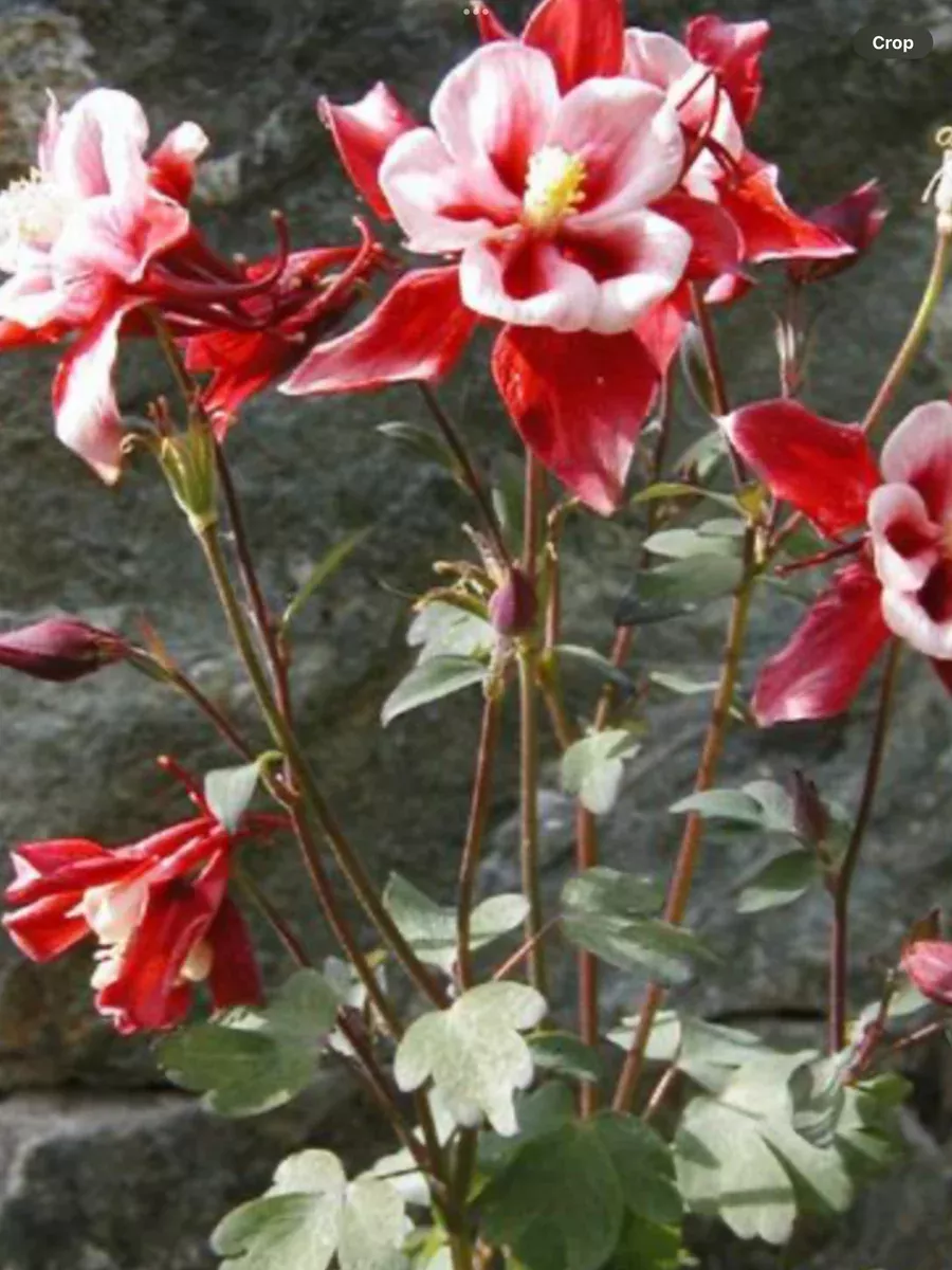 Aquilegia x caerula Red Hobbit