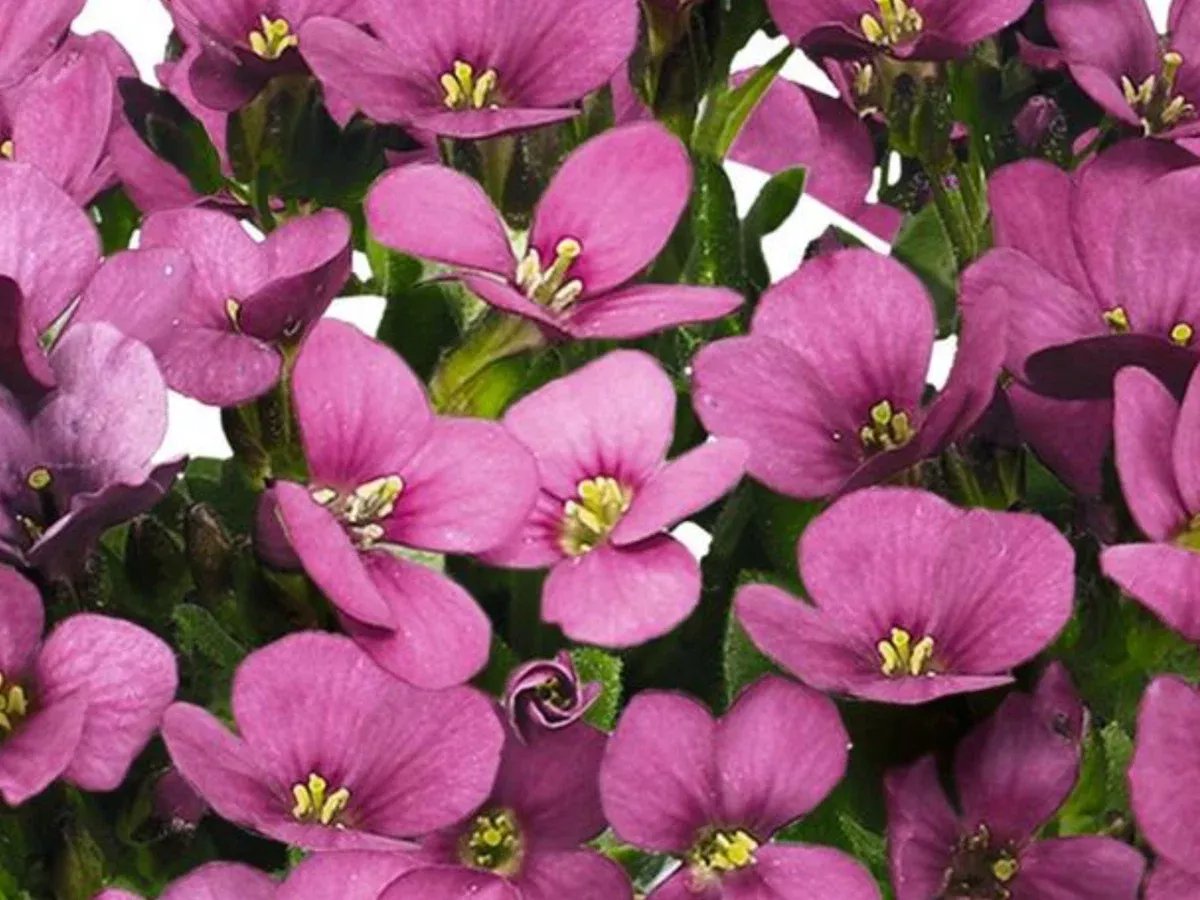 Arabis caucasia Catwalk Pink