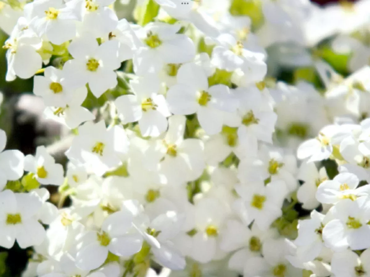 Arabis caucasica Catwalk White