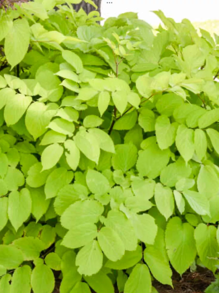 Aralia cordata Sun King