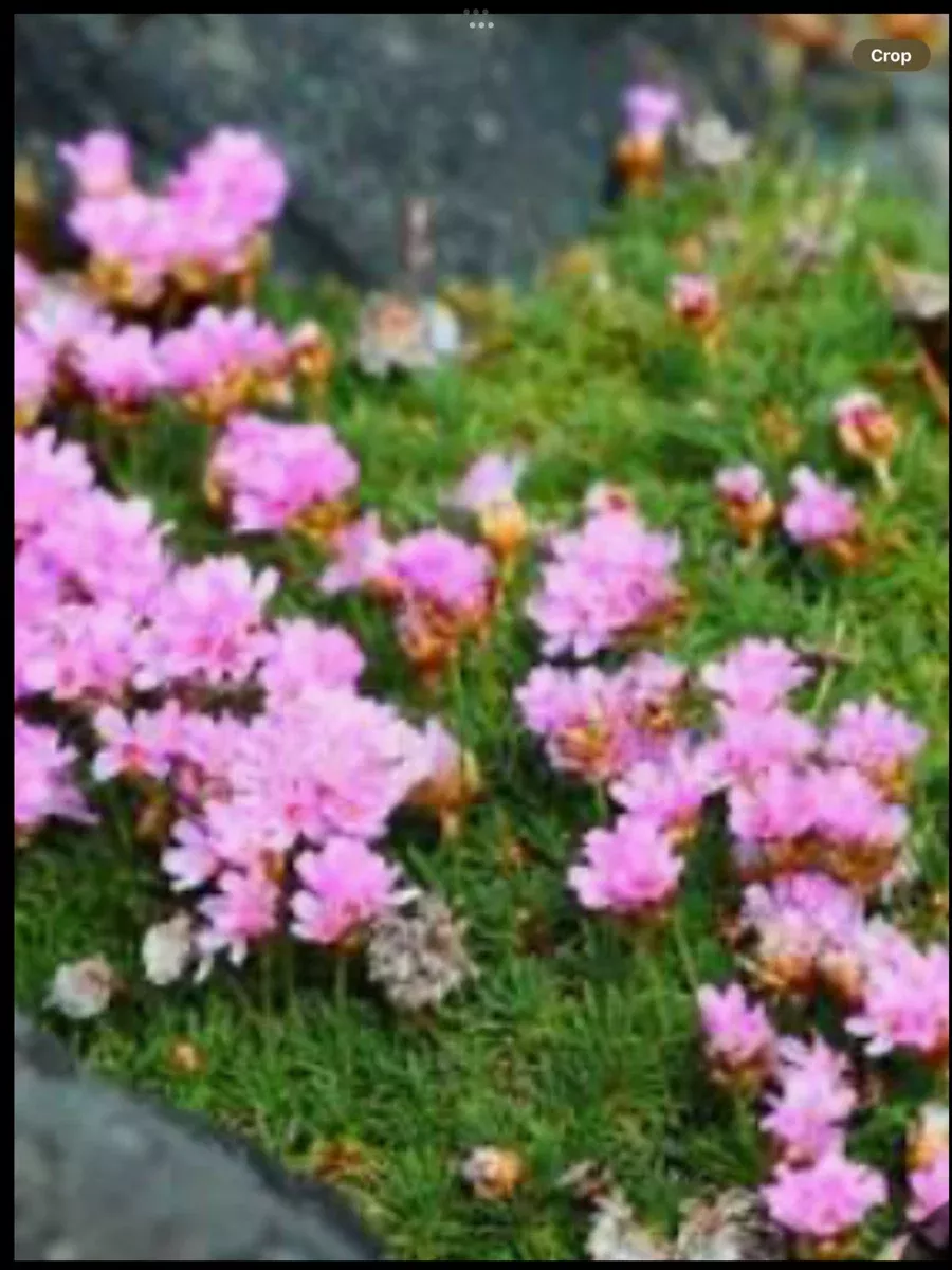Armeria Juniperifolia