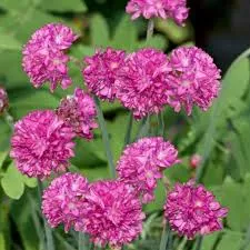 Armeria maritima Nifty Thrifty