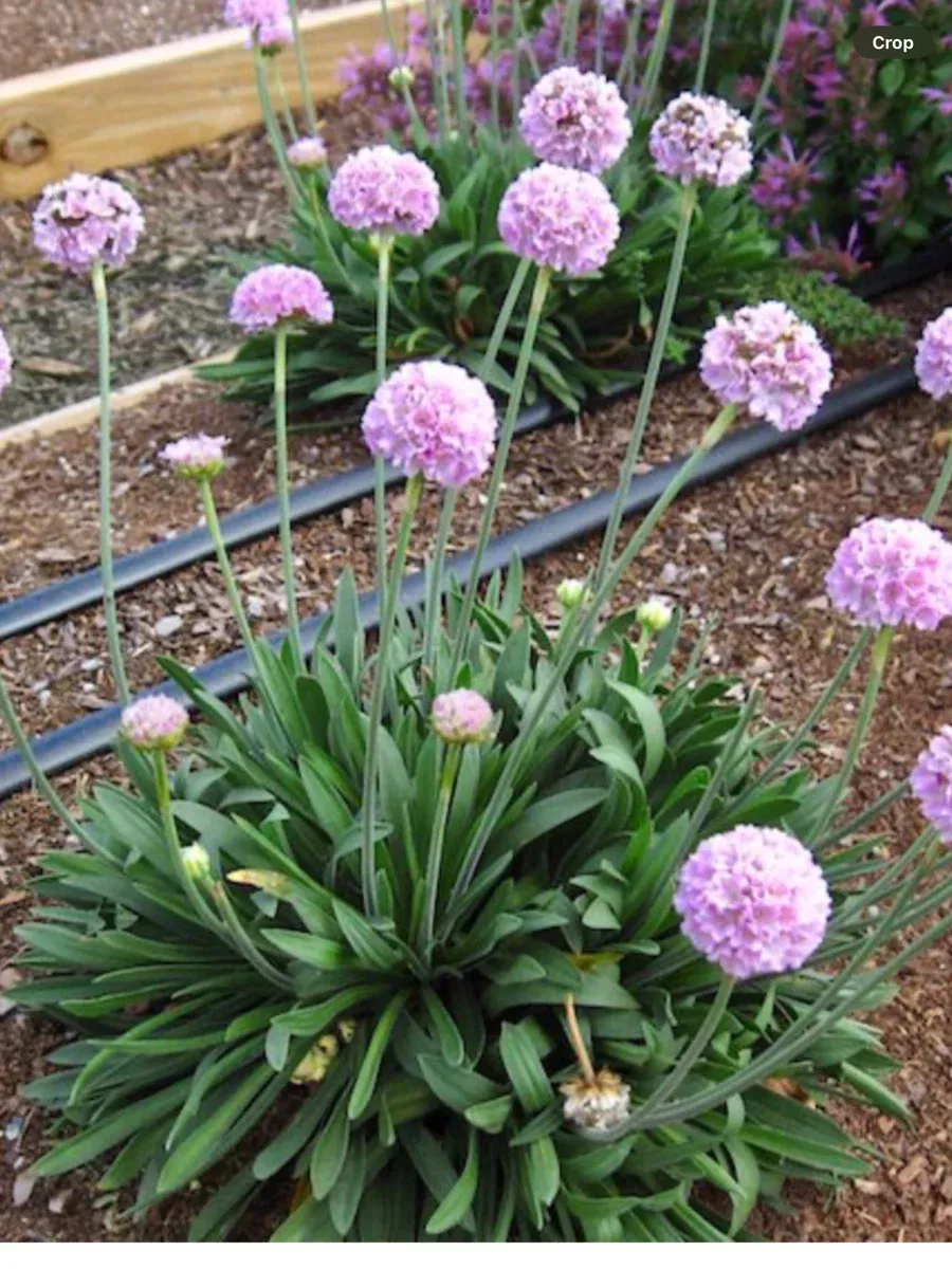 Armeria pseudarmeria Dreameria Daydreams