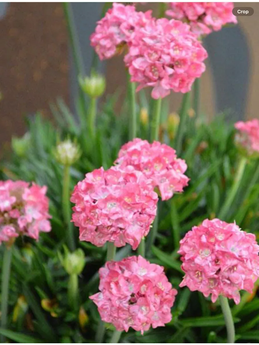 Armeria pseudarmeria Dreameria Dreamland