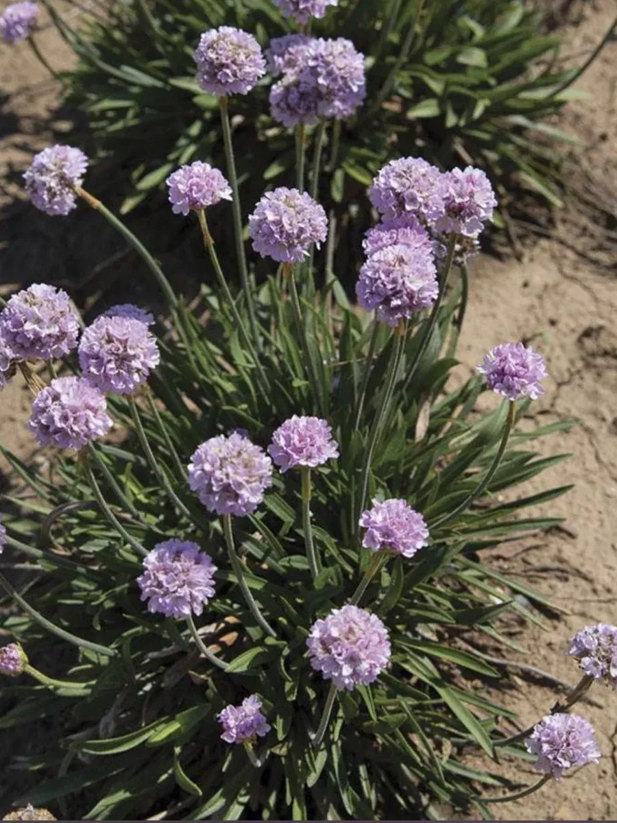 Armeria pseudarmeria Sweet Dreams