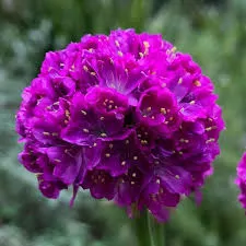 Armeria Pseudoarmeria Dreameria 'Vivid Dreams'