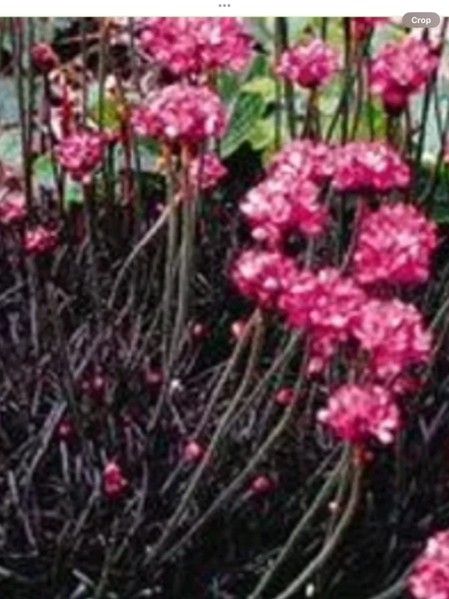 Armeria Rubrifolia