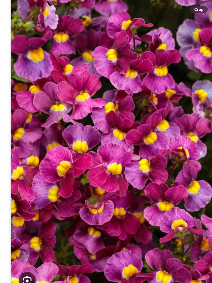 Aromance Mulberry™Nemesia fruticans
