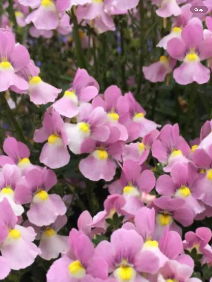 Aromance PinkNemesia fruticans