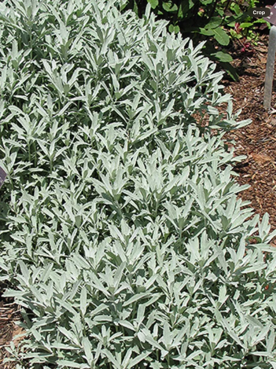 Artemisia ludovinciana Silver King