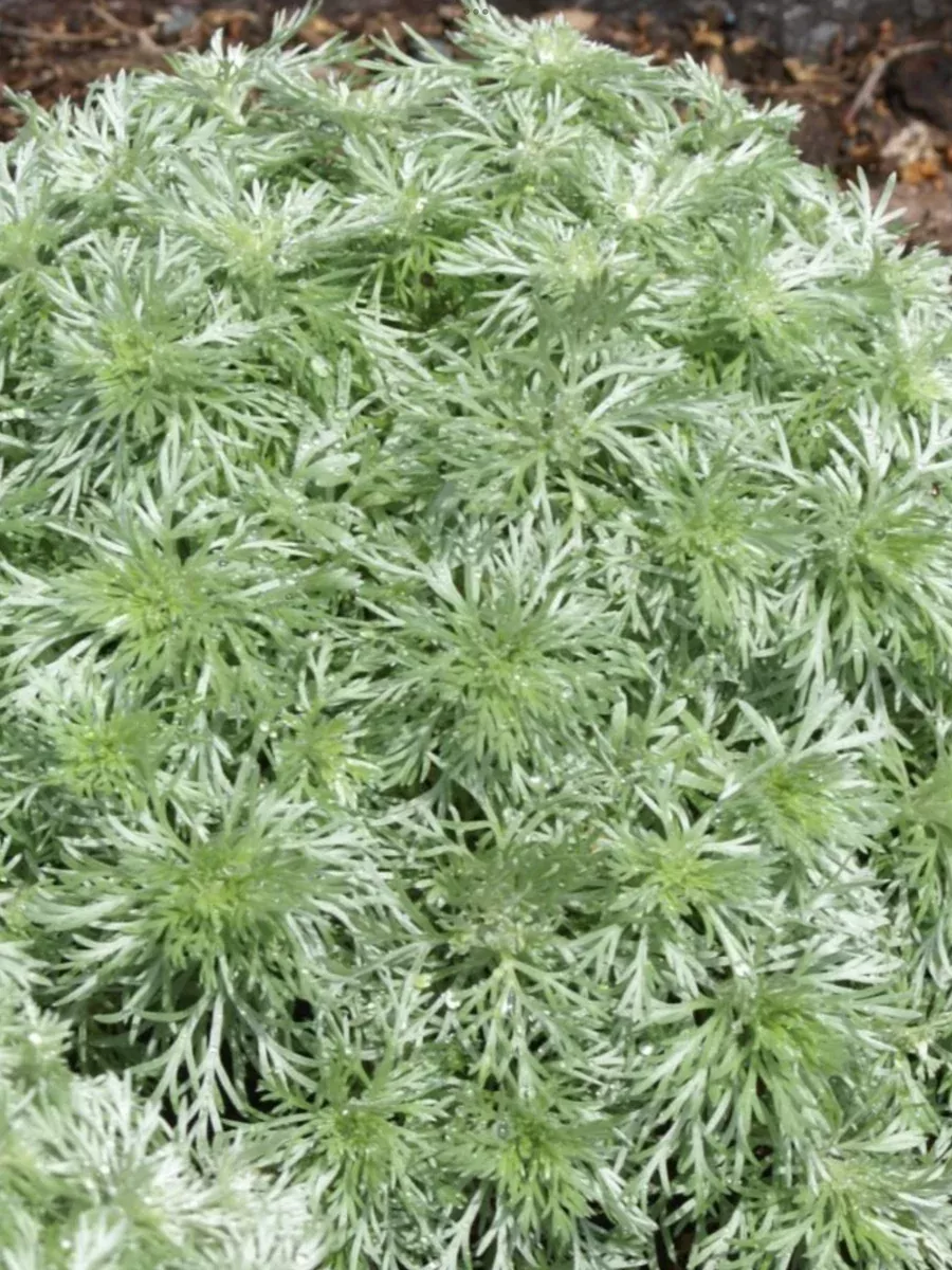 Artemisia schmidtisna Silver Mound