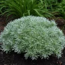 Artemisia 'Silver Mound'