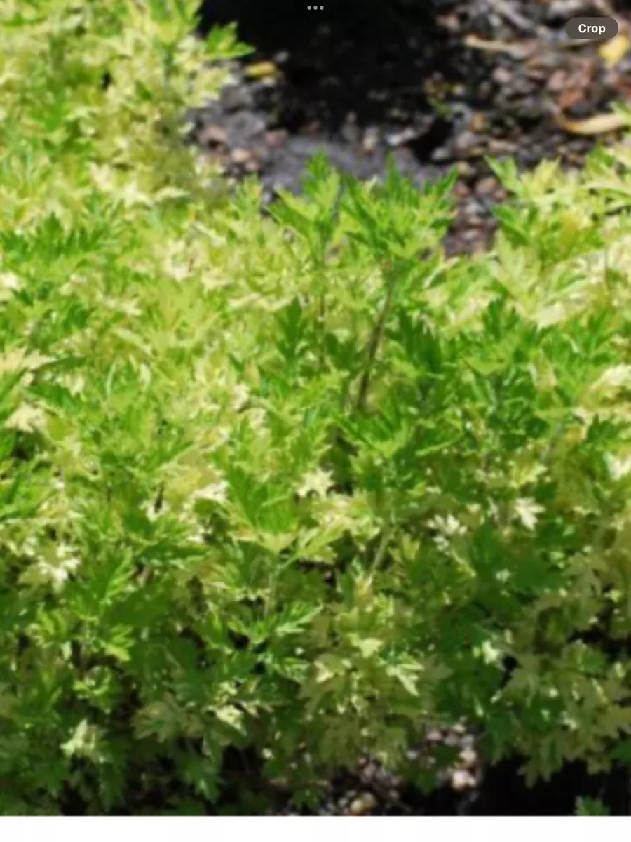 Artemisia vulgaris Oriental Limelight