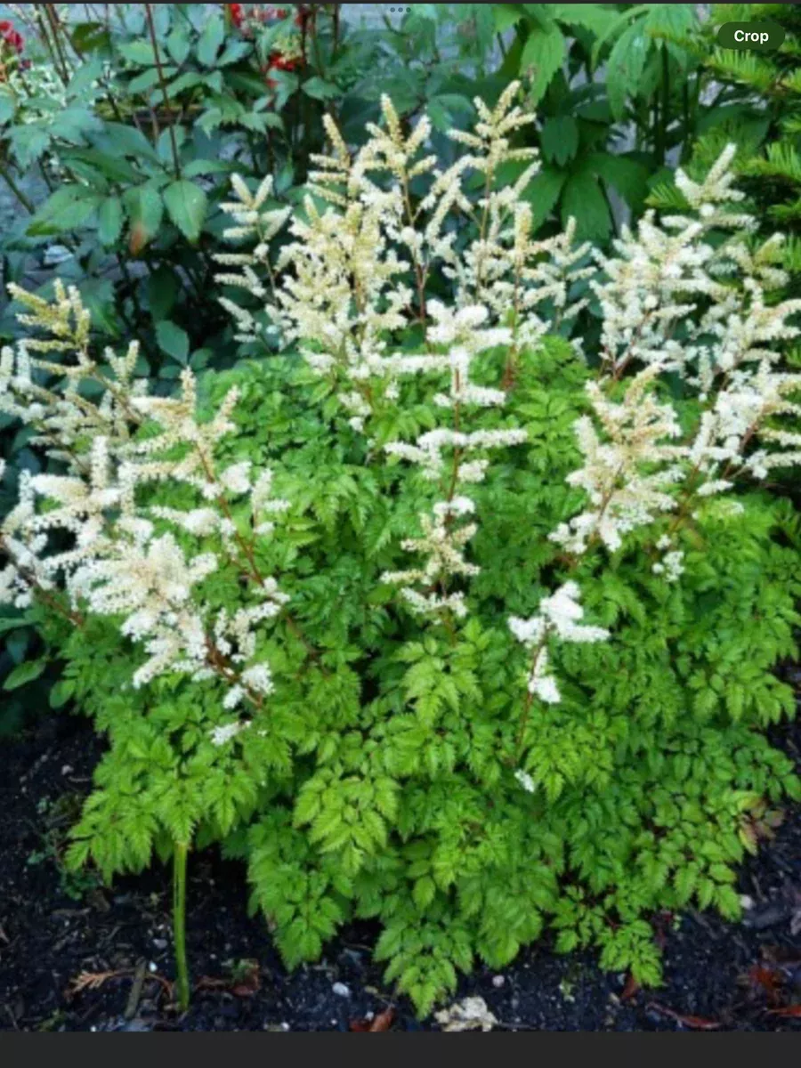 Aruncus Aethusifolius
