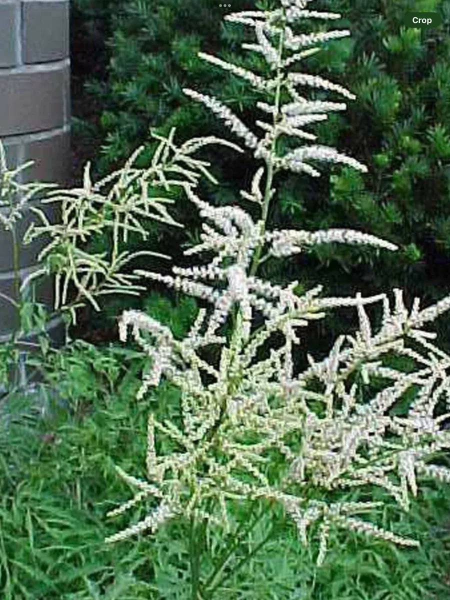Aruncus Dioicus Kneiffii