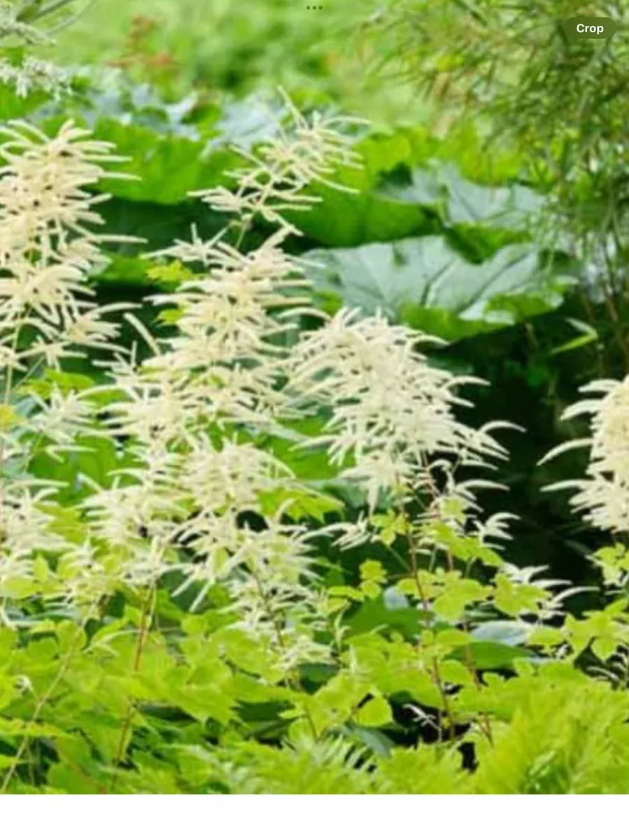 Aruncus Dioicus