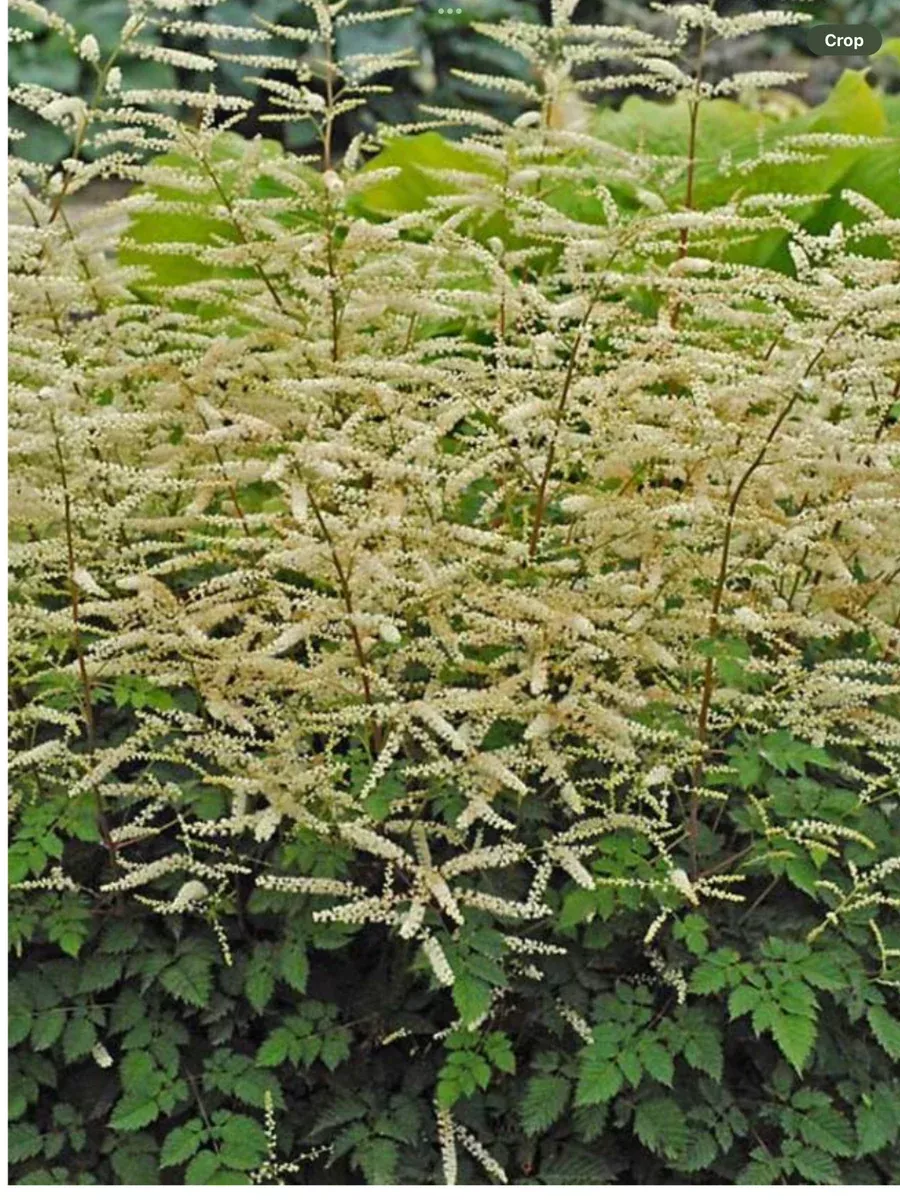 Aruncus Misty Lace (Dwarf Goat’s Beard)