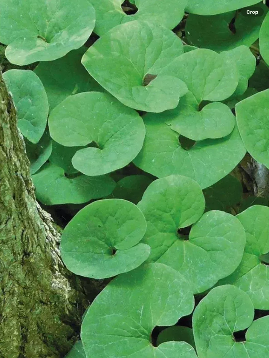 Asarum canadense (Wild Ginger)