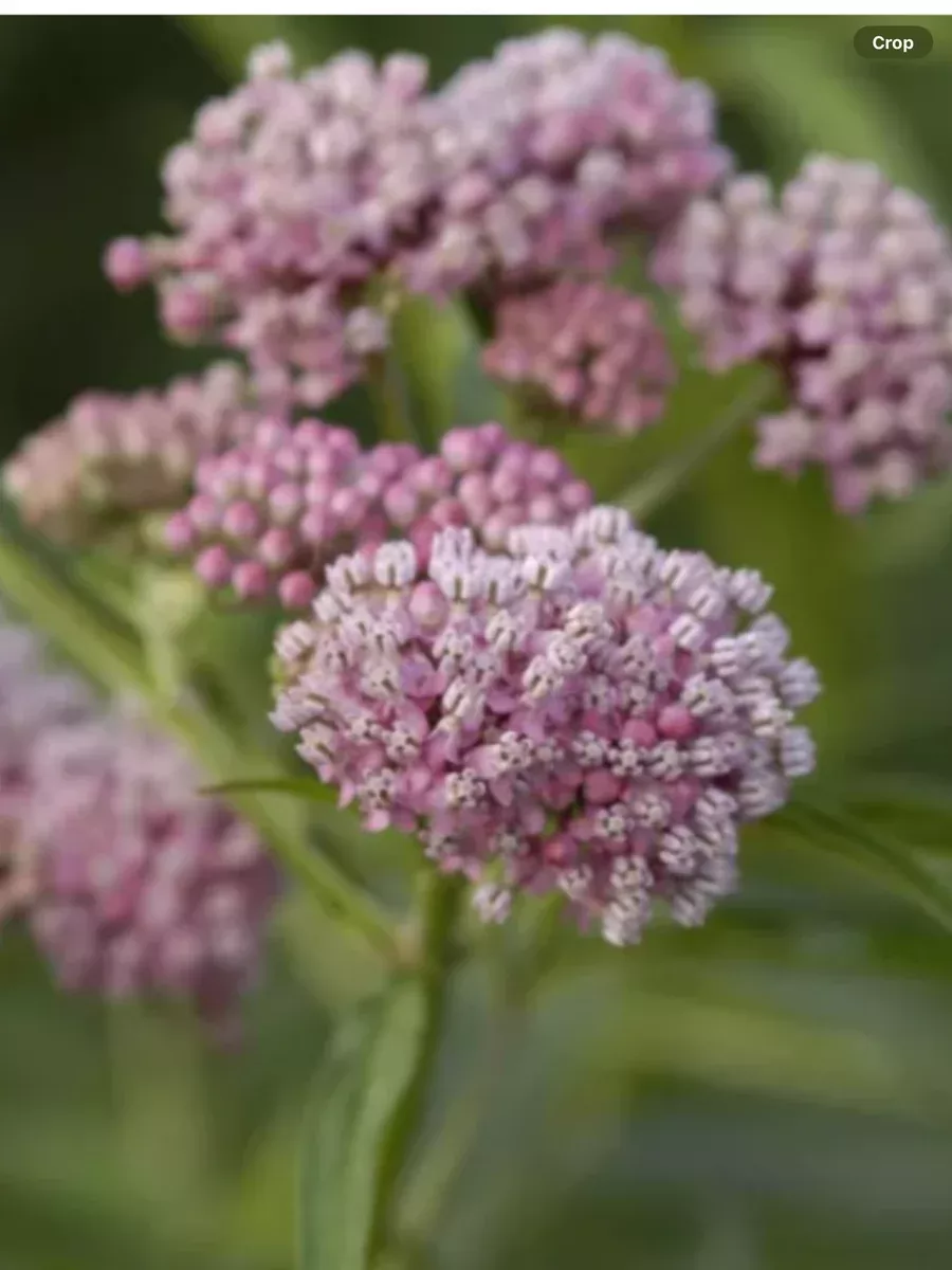 Asclepias incarnata Cinderella