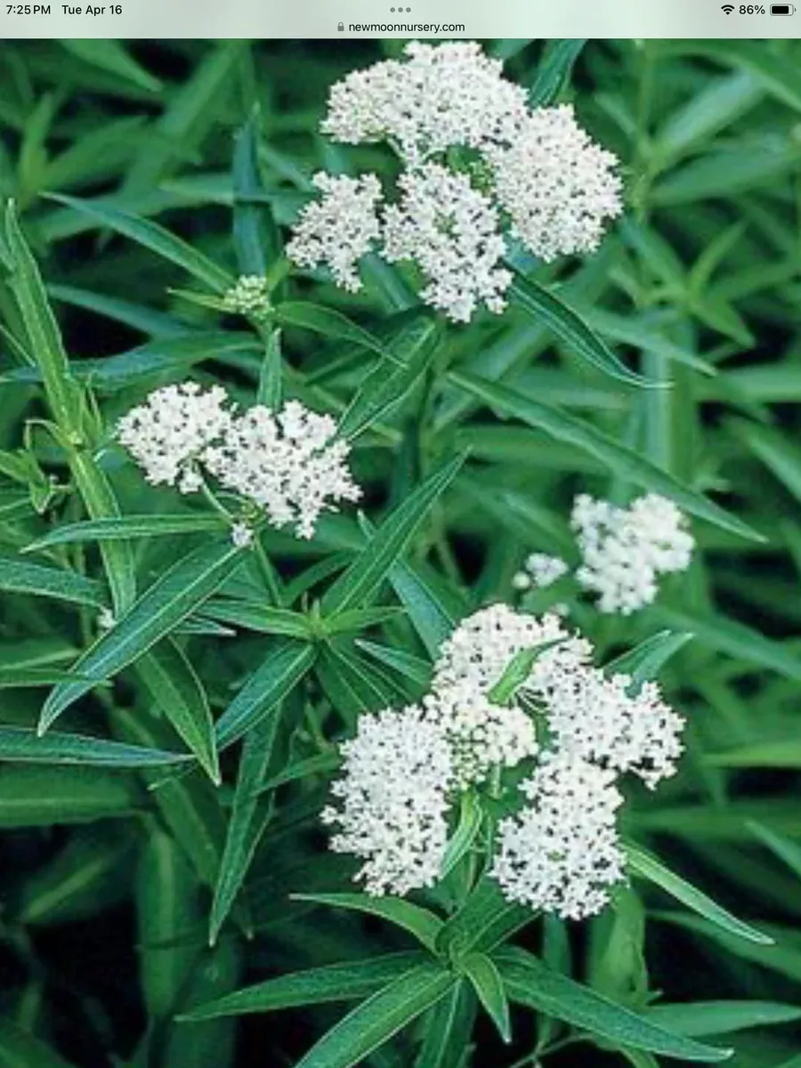 Asclepias incarnata Ice Ballet