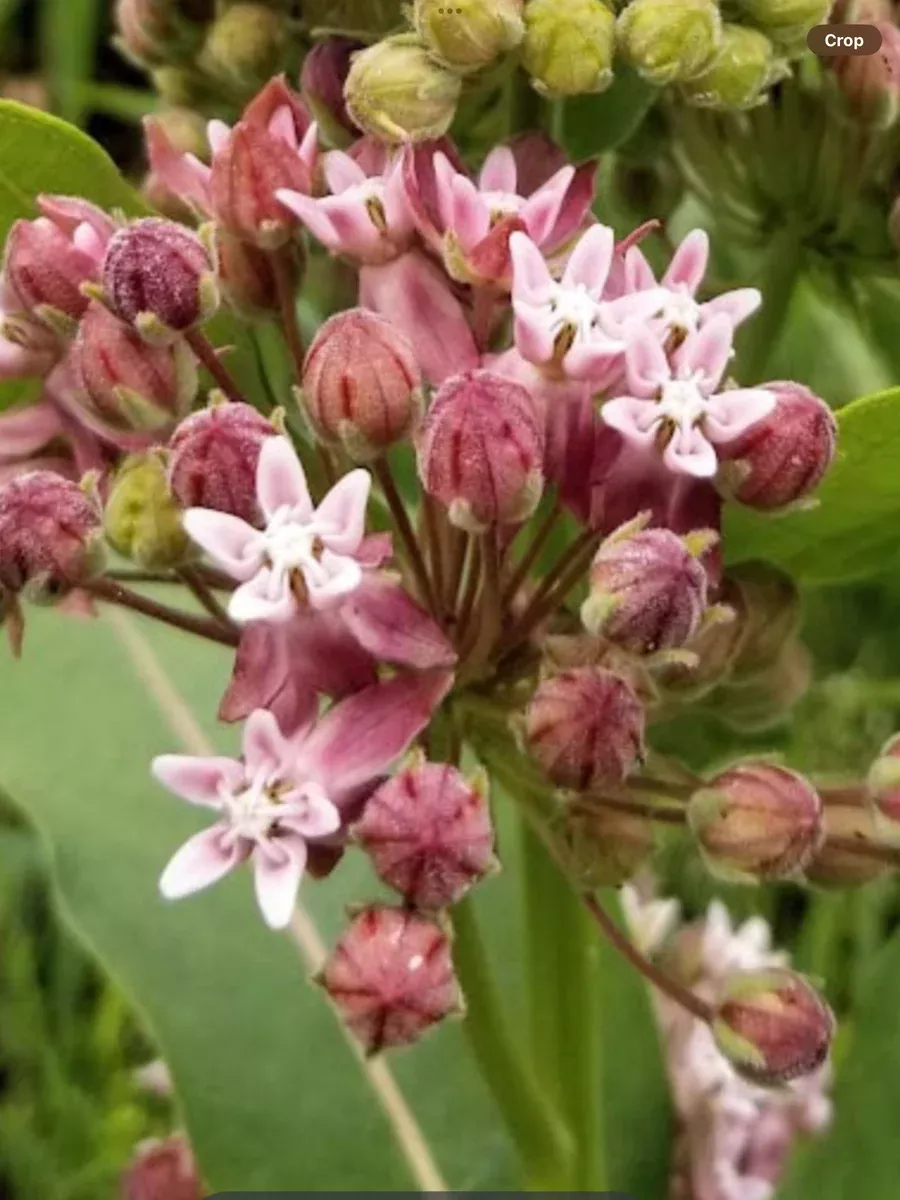 Asclepias incarnata