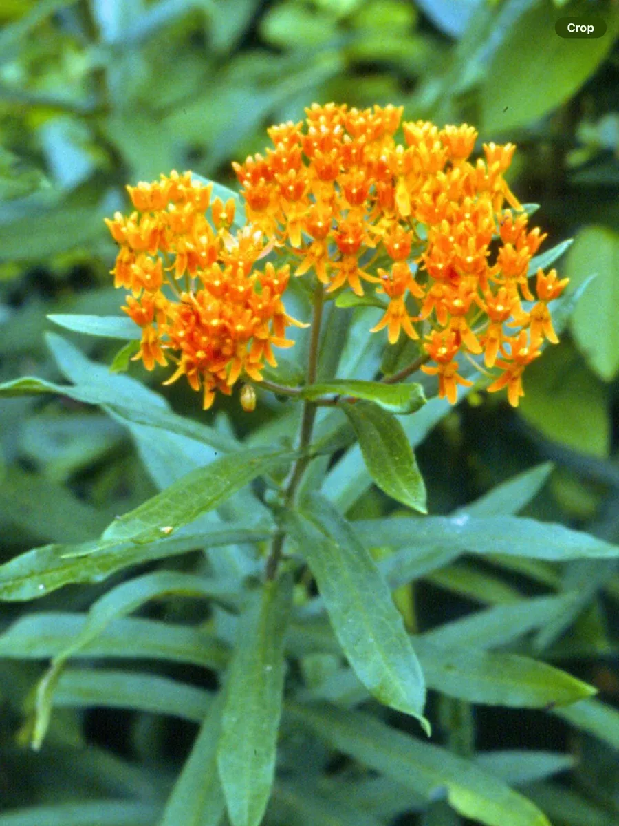 Asclepias Tuberosa Butterflies Mix