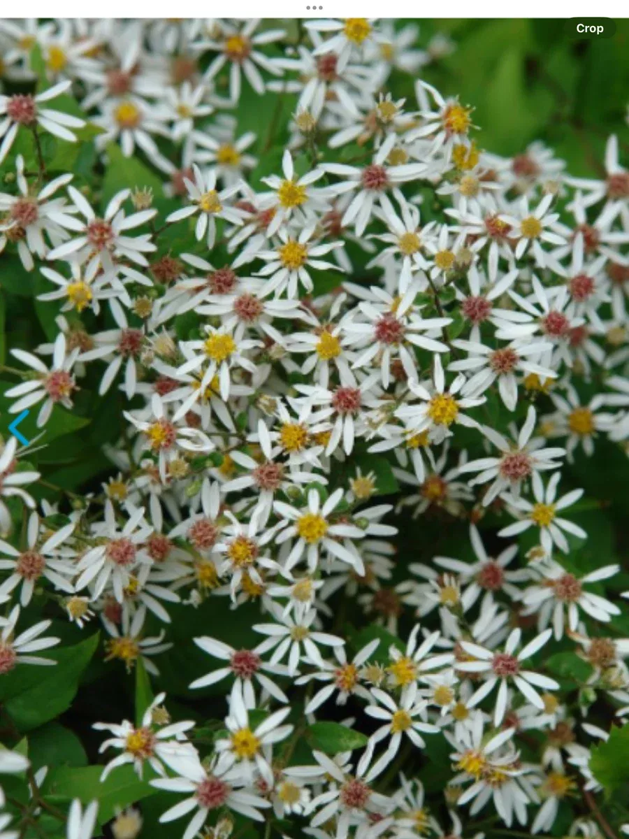 Aster divaricatus Eastern Star