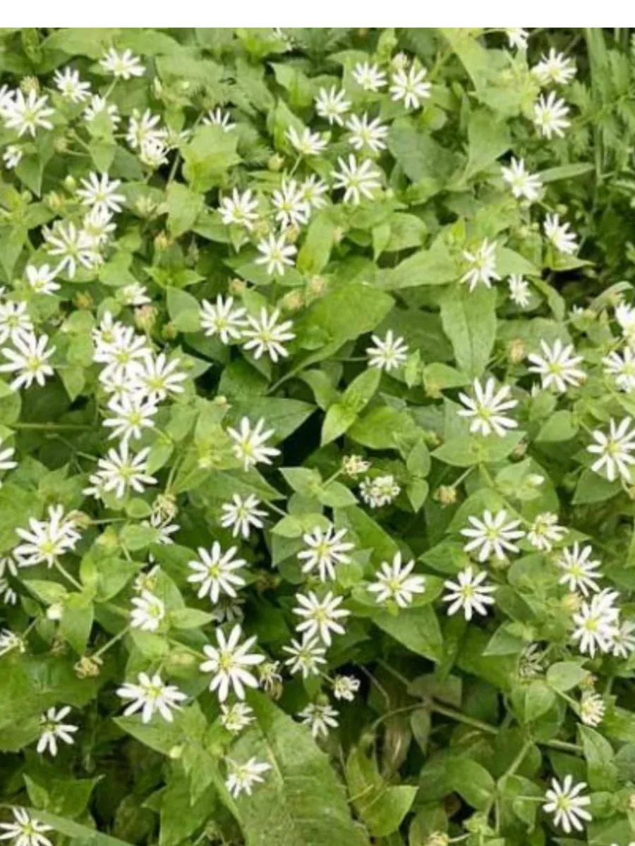 Aster divaricatus Wood White