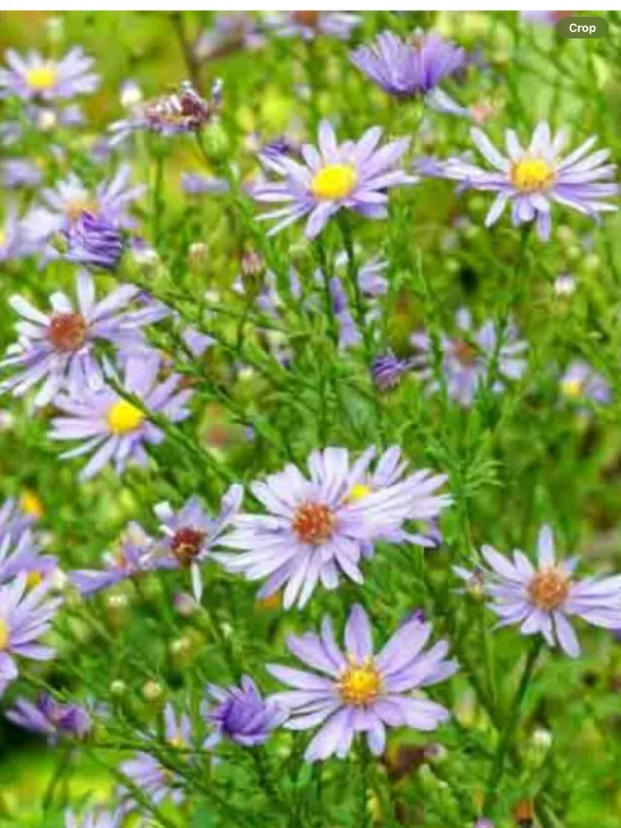 Aster laevis Blue Bird