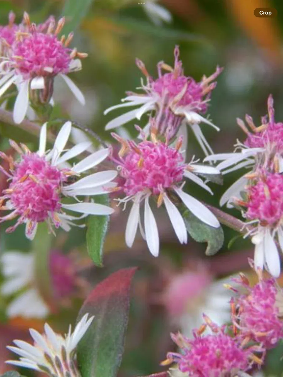 Aster lateriflorus Lady in Black