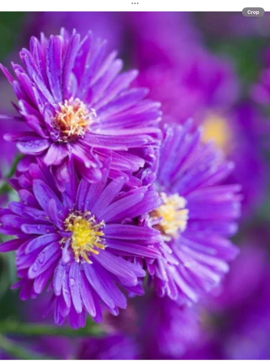 Aster novae-angliae Purple Dome