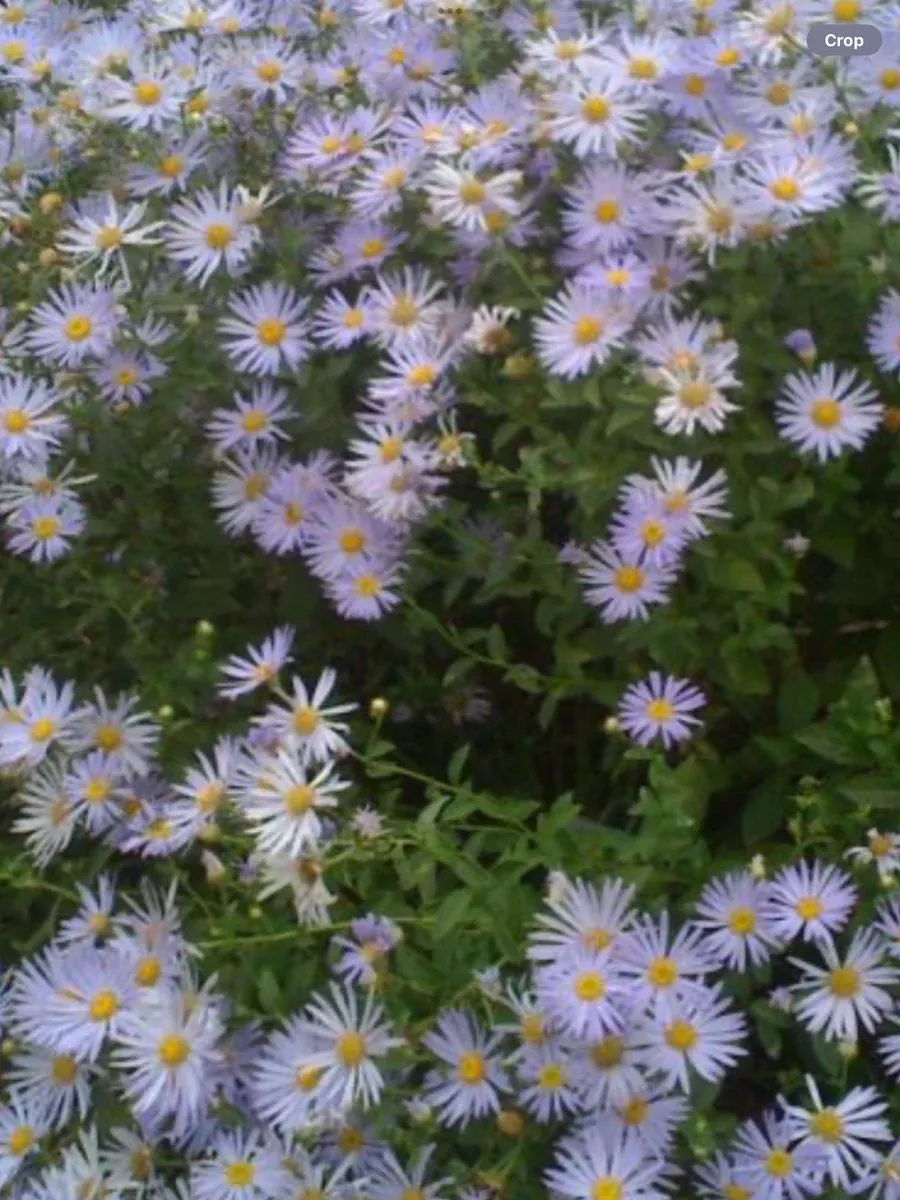 Aster novi-belgii Wood’s Blue