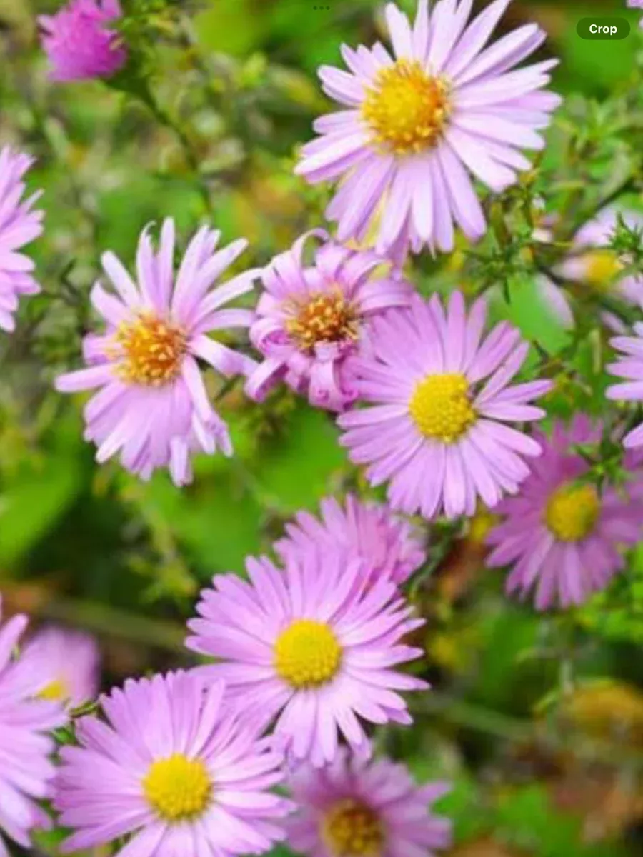 Aster novi-belgii Wood’s Pink