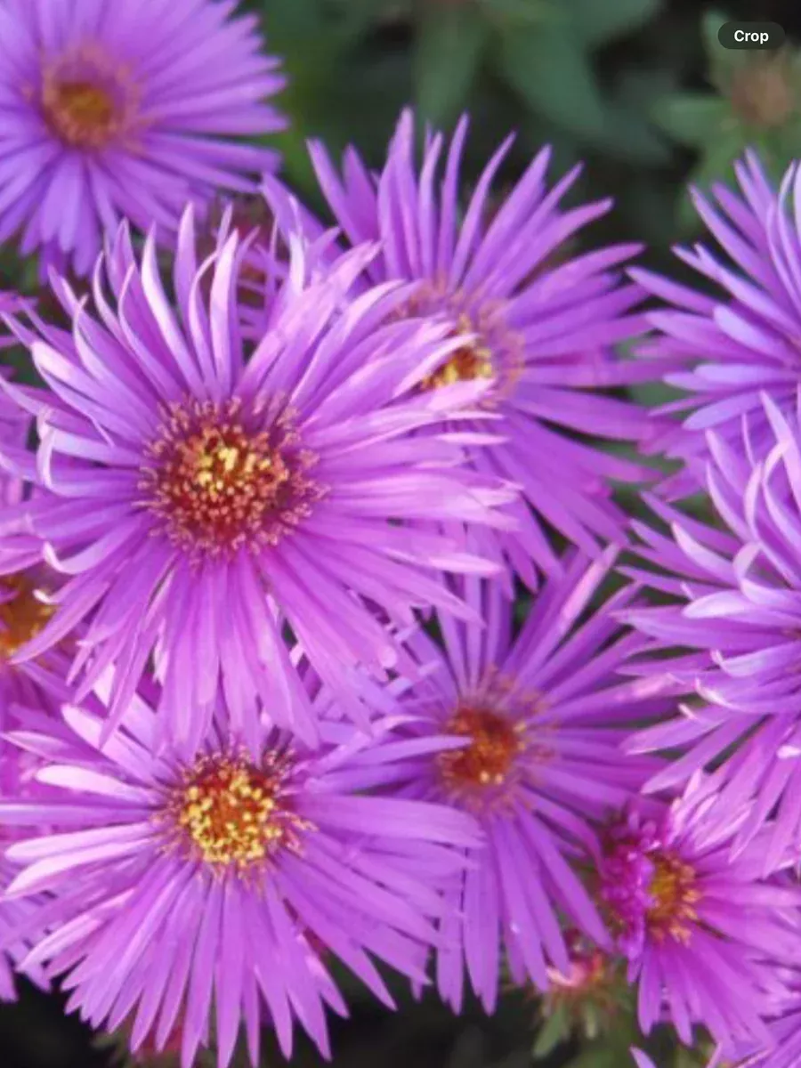 Aster novi-belgiiWood’s Purple