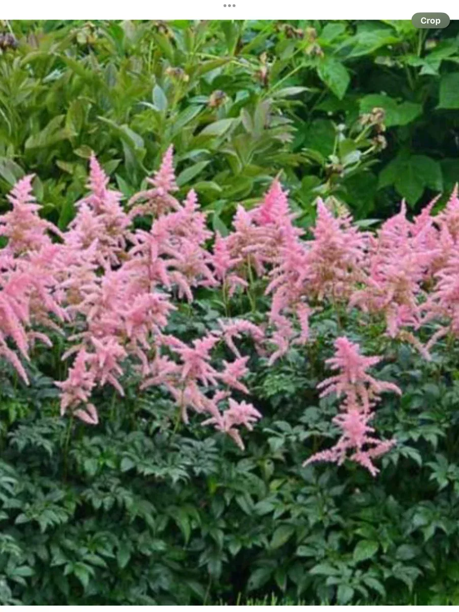 Astilbe arendsii Bressingham Beauty