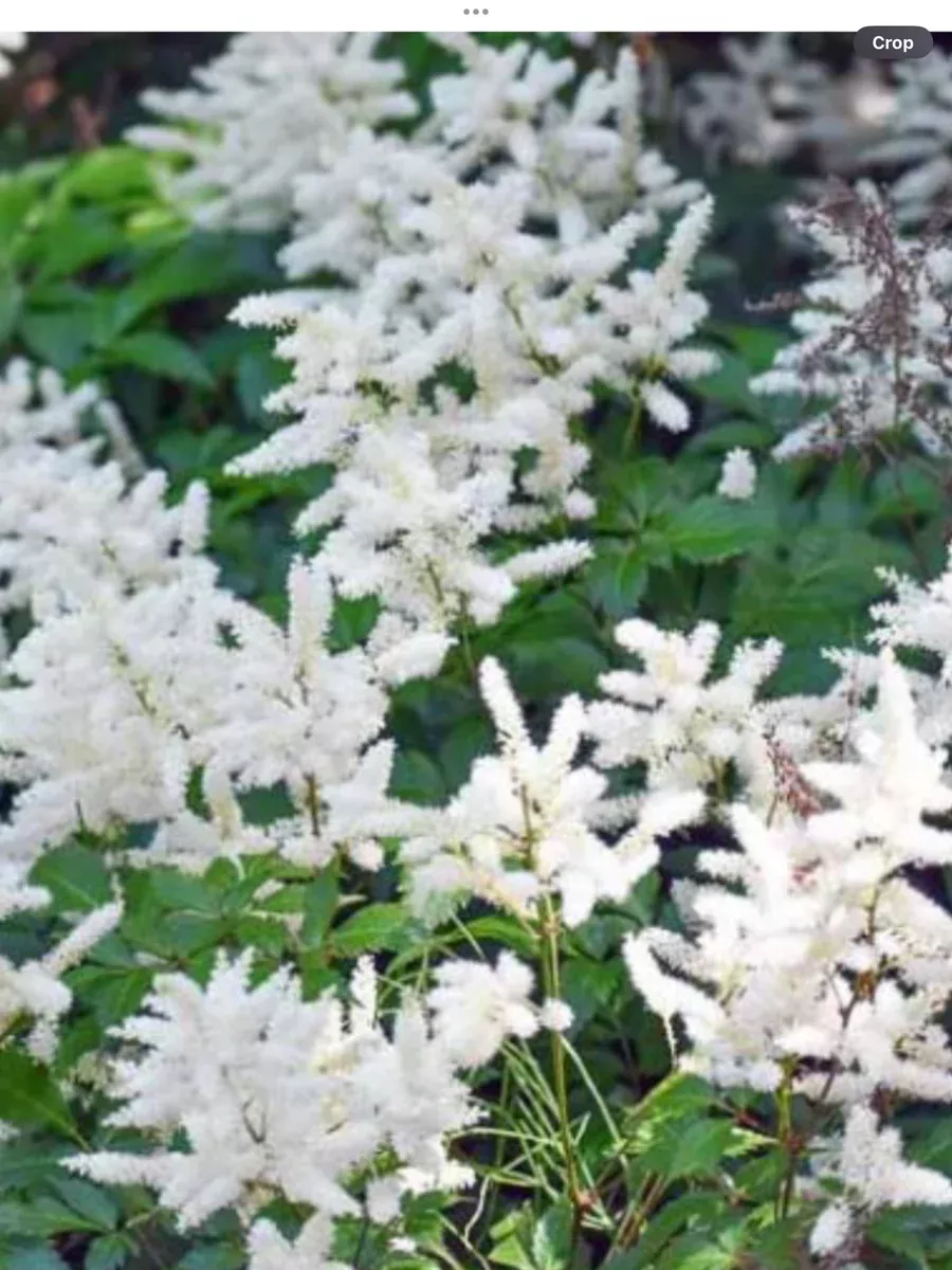 Astilbe arendsii Bridal Veil