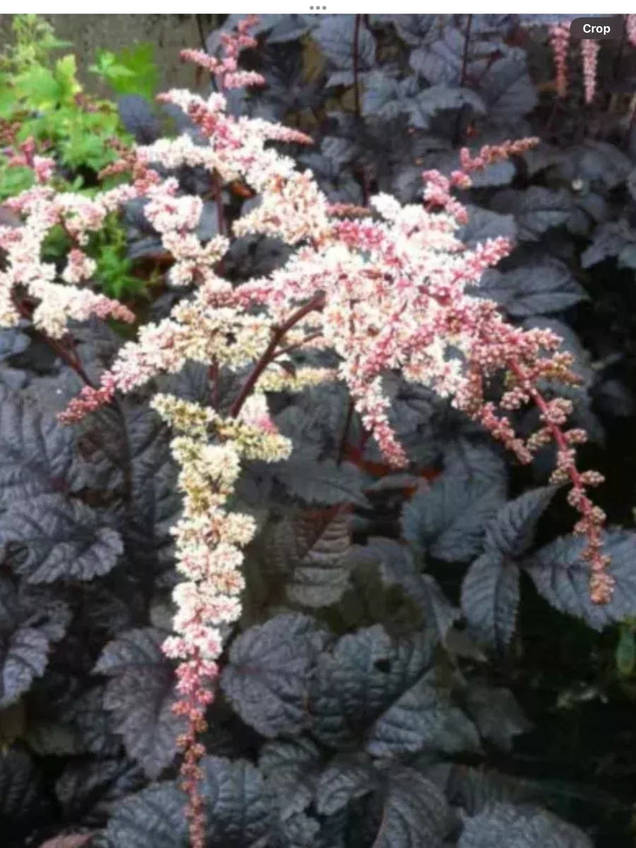 Astilbe arendsii Chocolate Shogun
