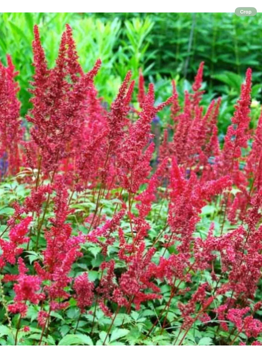 Astilbe arendsii Fanal