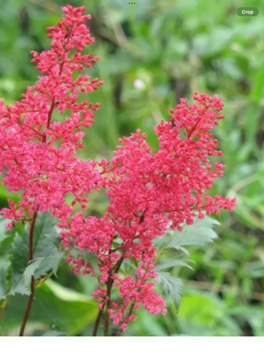 Astilbe arendsii Montgomery