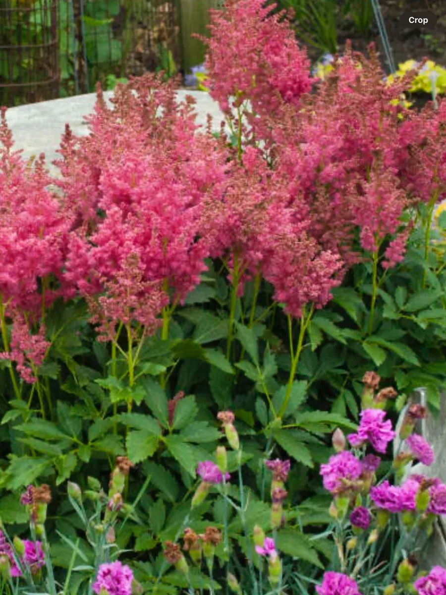 Astilbe chinensis Fireberry