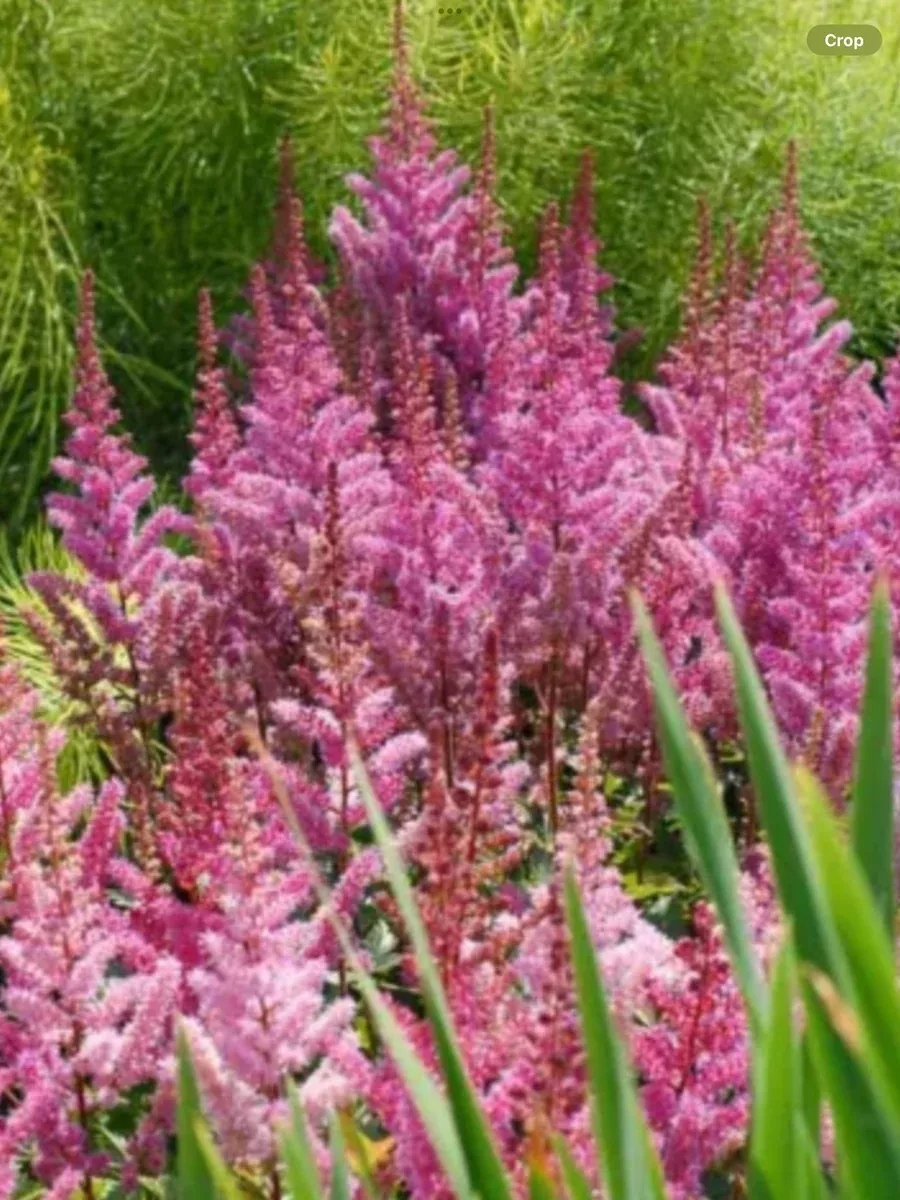 Astilbe chinensis Maggie Daley