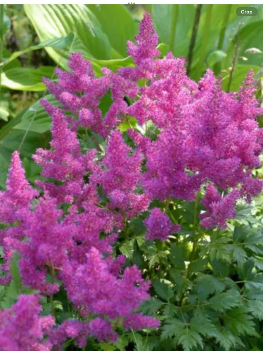 Astilbe chinensis Pumila