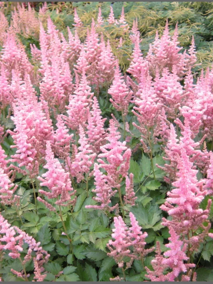Astilbe chinensis Visions in Pink
