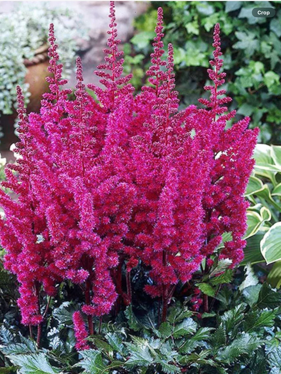 Astilbe chinensis Visions in Red