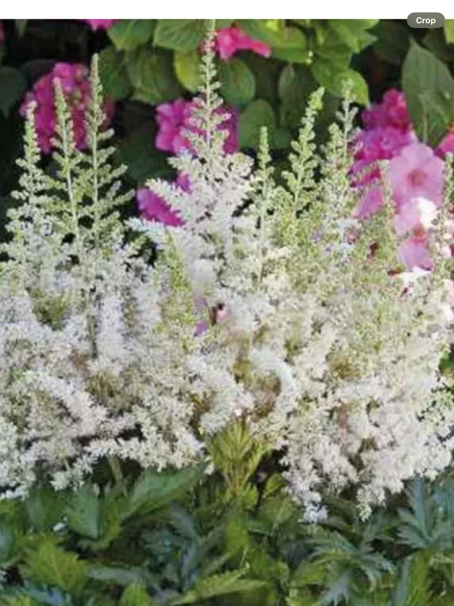 Astilbe chinensis Visions in White