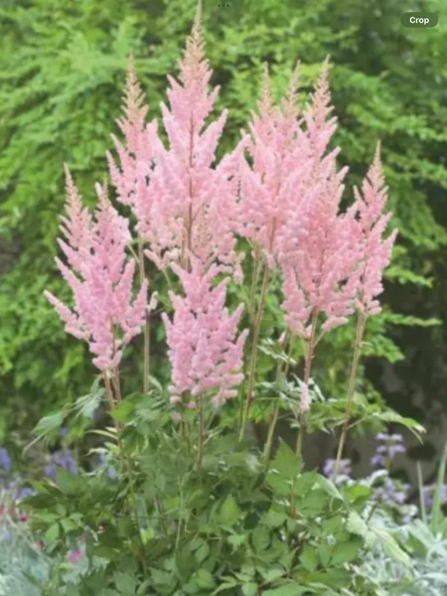 Astilbe chinensis Visions Inferno